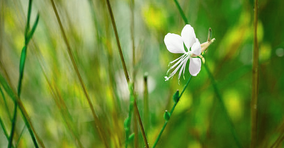 White flower on green background